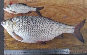 Image result for Rutilus rutilus