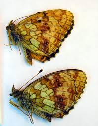 Attēlu rezultāti vaicājumam “Brenthis ino”