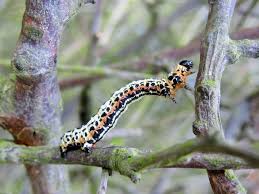 Attēlu rezultāti vaicājumam “Abraxas grossulariata larva”