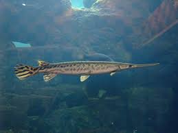 Image result for Lepisosteus osseus