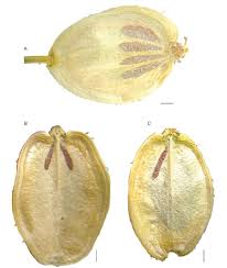 Attēlu rezultāti vaicājumam “Heracleum sosnowskyi fruit”