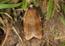 Attēlu rezultāti vaicājumam “Pandemis cinnamomeana female”