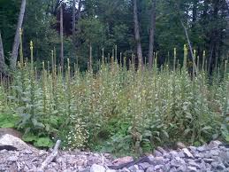 Attēlu rezultāti vaicājumam “Verbascum thapsus fruit”