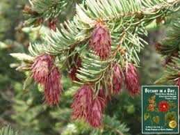 Attēlu rezultāti vaicājumam “Pseudotsuga menziesii flower”