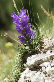Image result for Campanula spicata