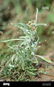 Attēlu rezultāti vaicājumam “Gnaphalium uliginosum leaf”