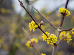 Attēlu rezultāti vaicājumam “Cornus mas flower”