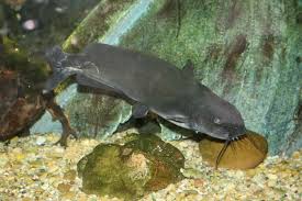 Image result for Ictalurus punctatus