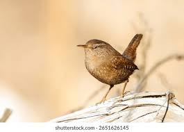 Attēlu rezultāti vaicājumam “Troglodytes troglodytes”