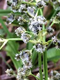 Attēlu rezultāti vaicājumam “Scirpus sylvaticus flower”