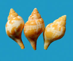 Image result for Cinctura hunteria