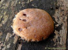 Attēlu rezultāti vaicājumam “Tubifera applanata”