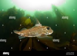 Image result for Hydrolagus colliei