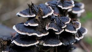 Attēlu rezultāti vaicājumam “Gloeophyllum abietinum”