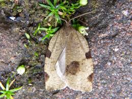 Attēlu rezultāti vaicājumam “Lozotaenia forsterana”