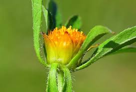 Attēlu rezultāti vaicājumam “Bidens frondosa flower”