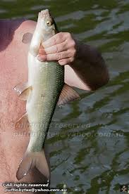 Image result for Chondrostoma nasus