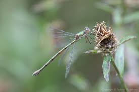 Attēlu rezultāti vaicājumam “Chalcolestes viridis”