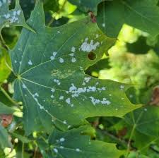 Attēlu rezultāti vaicājumam “Sawadaea tulasnei”