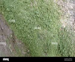 Attēlu rezultāti vaicājumam “Pseudotaxiphyllum elegans macro”