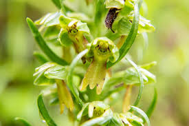 Attēlu rezultāti vaicājumam “Coeloglossum viride flower”