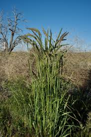 Image result for Secale cereale