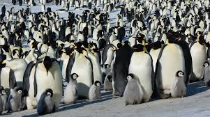 Image result for penguin
