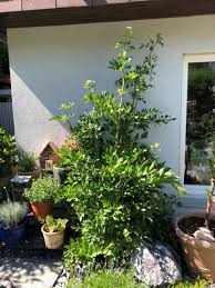 Image result for Liebstöckel