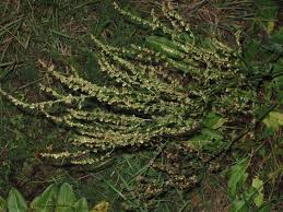 Attēlu rezultāti vaicājumam “Rumex thyrsiflorus”