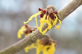 Attēlu rezultāti vaicājumam “Hamamelis mollis flower”