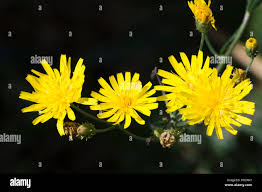 Attēlu rezultāti vaicājumam “Hieracium umbellatum flower”