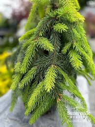 Attēlu rezultāti vaicājumam “Picea abies female flower”