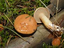 Attēlu rezultāti vaicājumam “Suillus bovinus”