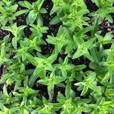 Attēlu rezultāti vaicājumam “Gentiana cruciata”