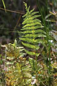 Attēlu rezultāti vaicājumam “Thelypteris palustris”