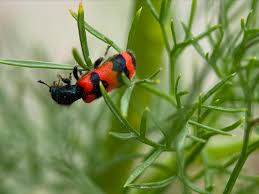 Attēlu rezultāti vaicājumam “Trichodes apiarius”
