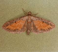 Attēlu rezultāti vaicājumam “Eupithecia icterata”