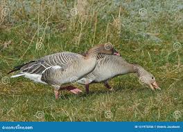 Image result for Anser brachyrhynchus