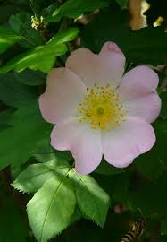 Attēlu rezultāti vaicājumam “Rosa subcanina”