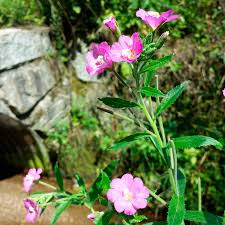 Image result for Epilobium hirsutum