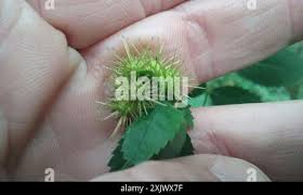 Attēlu rezultāti vaicājumam “Diplolepis bicolor”