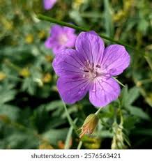 Attēlu rezultāti vaicājumam “Geranium bohemicum flower”
