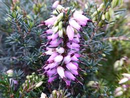 Attēlu rezultāti vaicājumam “Erica x darleyensis”