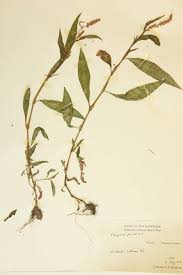 Attēlu rezultāti vaicājumam “Polygonaceae”