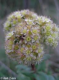 Attēlu rezultāti vaicājumam “Hylotelephium maximum flower”