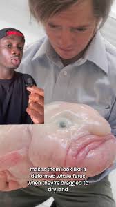 Image result for blobfish