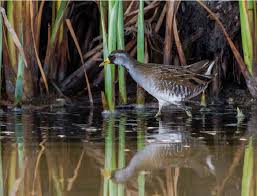 Image result for Porzana carolina