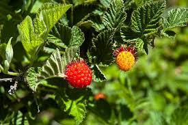 Attēlu rezultāti vaicājumam “Salix repens subsp. rosmarinifolia fruit”