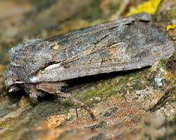 Attēlu rezultāti vaicājumam “Lithophane furcifera”