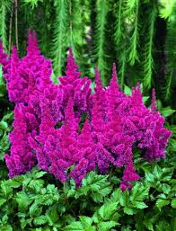 Attēlu rezultāti vaicājumam “Astilbe chinensis”